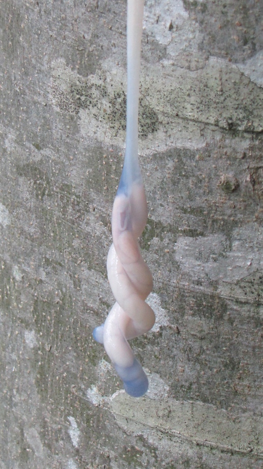 Moderatore trasversale